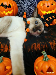 Halloween Cute Spider - Wizard Cat Set