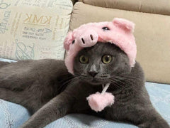 Schweinchen-Rosa-Katzenhut