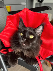 Vampirkatzen-Umhang
