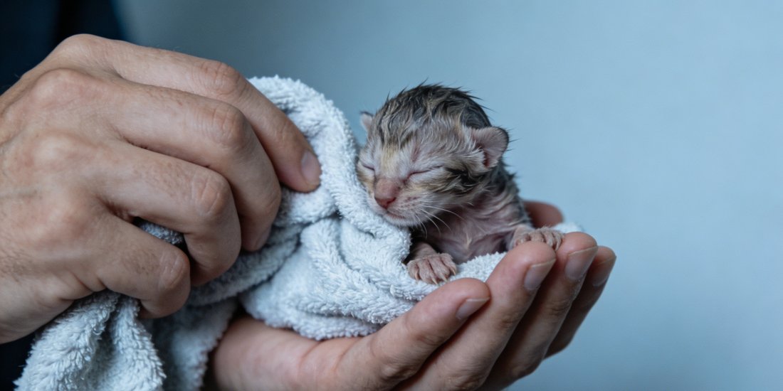 Why Can't You Touch Newborn Kittens?