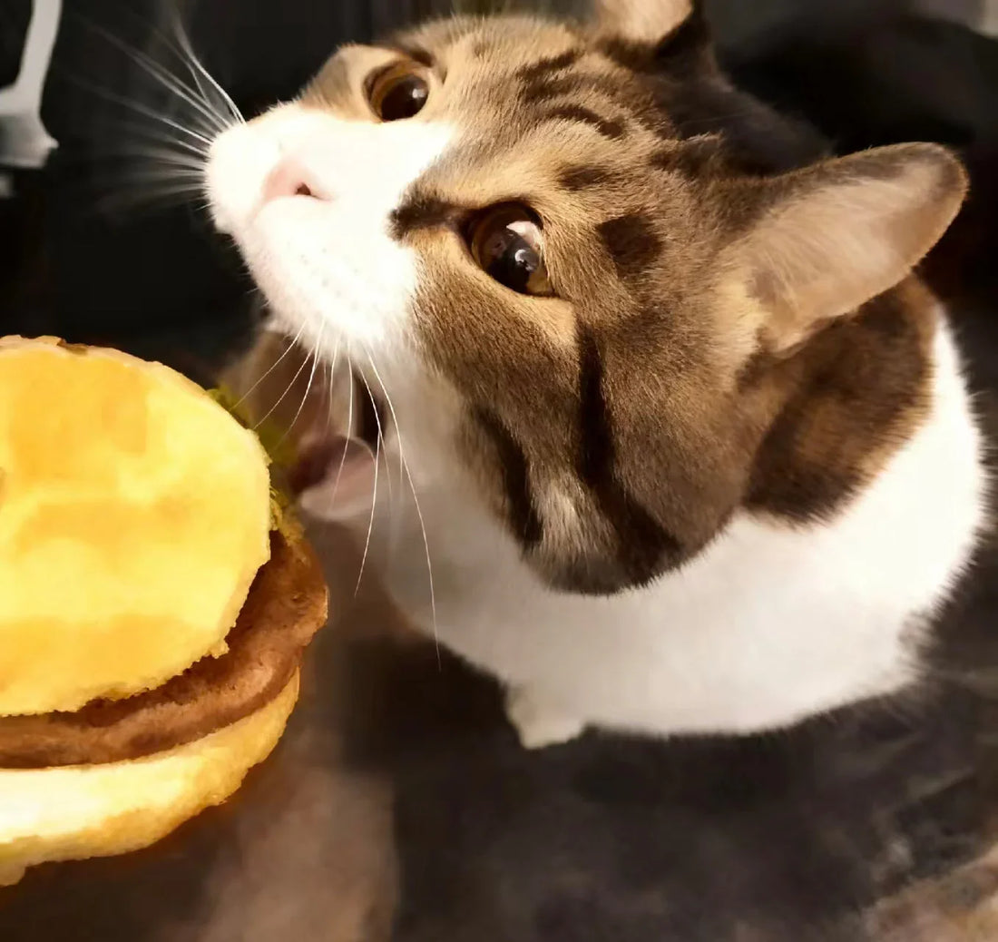 Cat Meme Dispatch #11