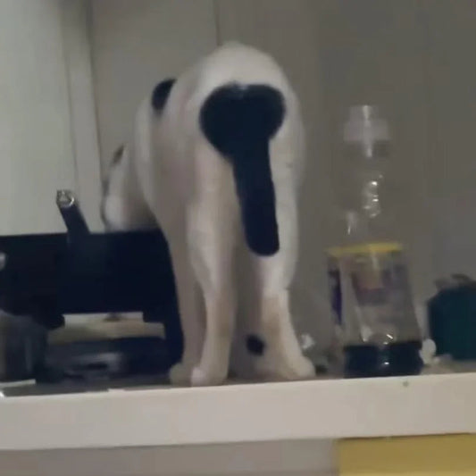 Cat Meme Dispatch #15