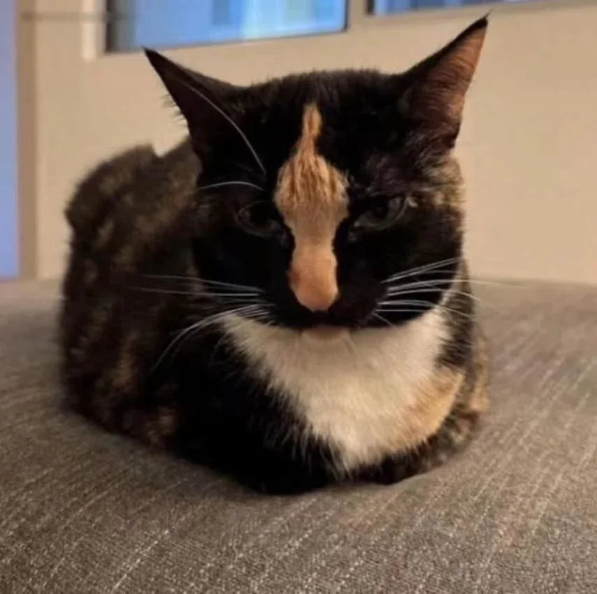 Cat Meme Dispatch #12