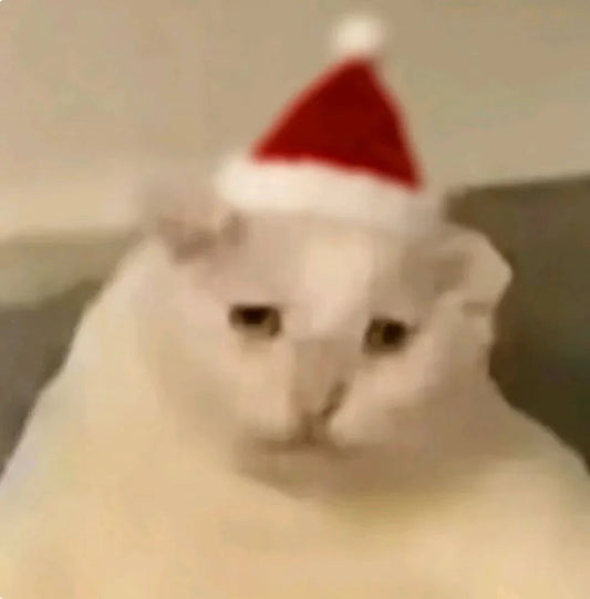 Cat Meme Dispatch #14