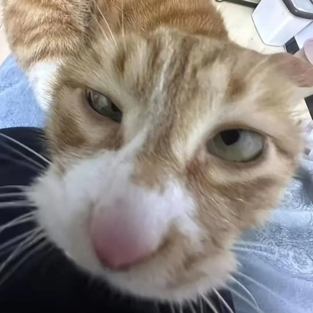 Cat Meme Dispatch #16