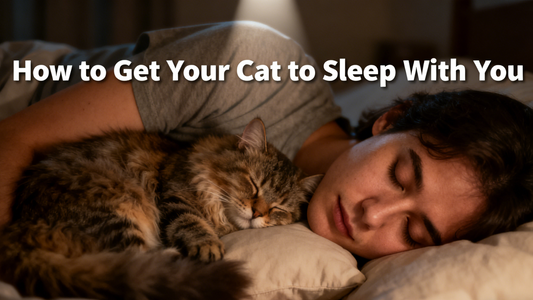 How to Get Your Cat to Sleep With You & Help a Kitten Settle Down
