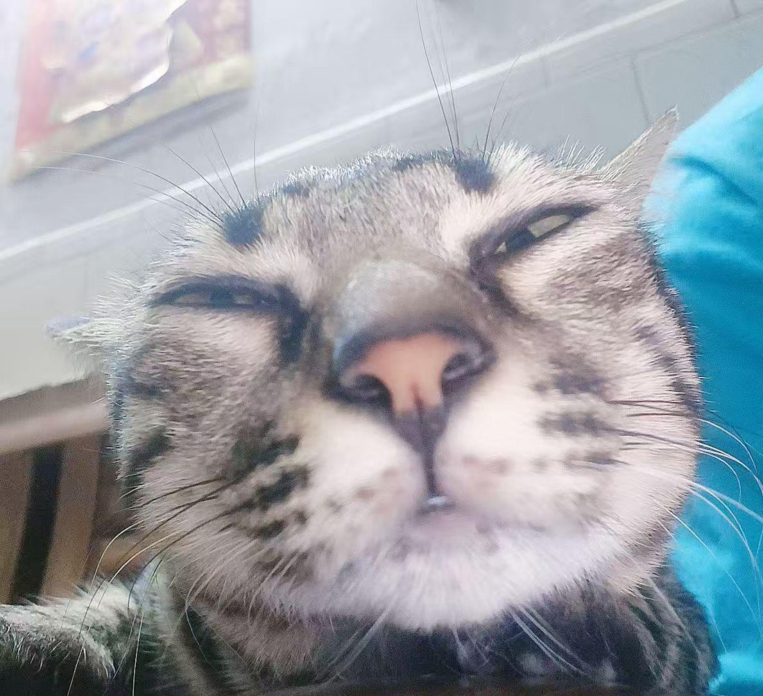Cat Meme Dispatch #6