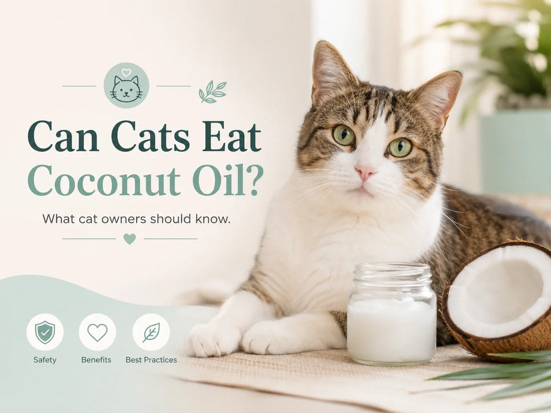Can Cats Eat Coconut Oil? Safety, Risks, and Vet Guidance
