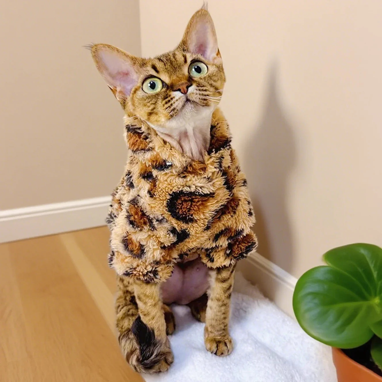 Pull en Fourrure Imprimé Léopard pour Chat