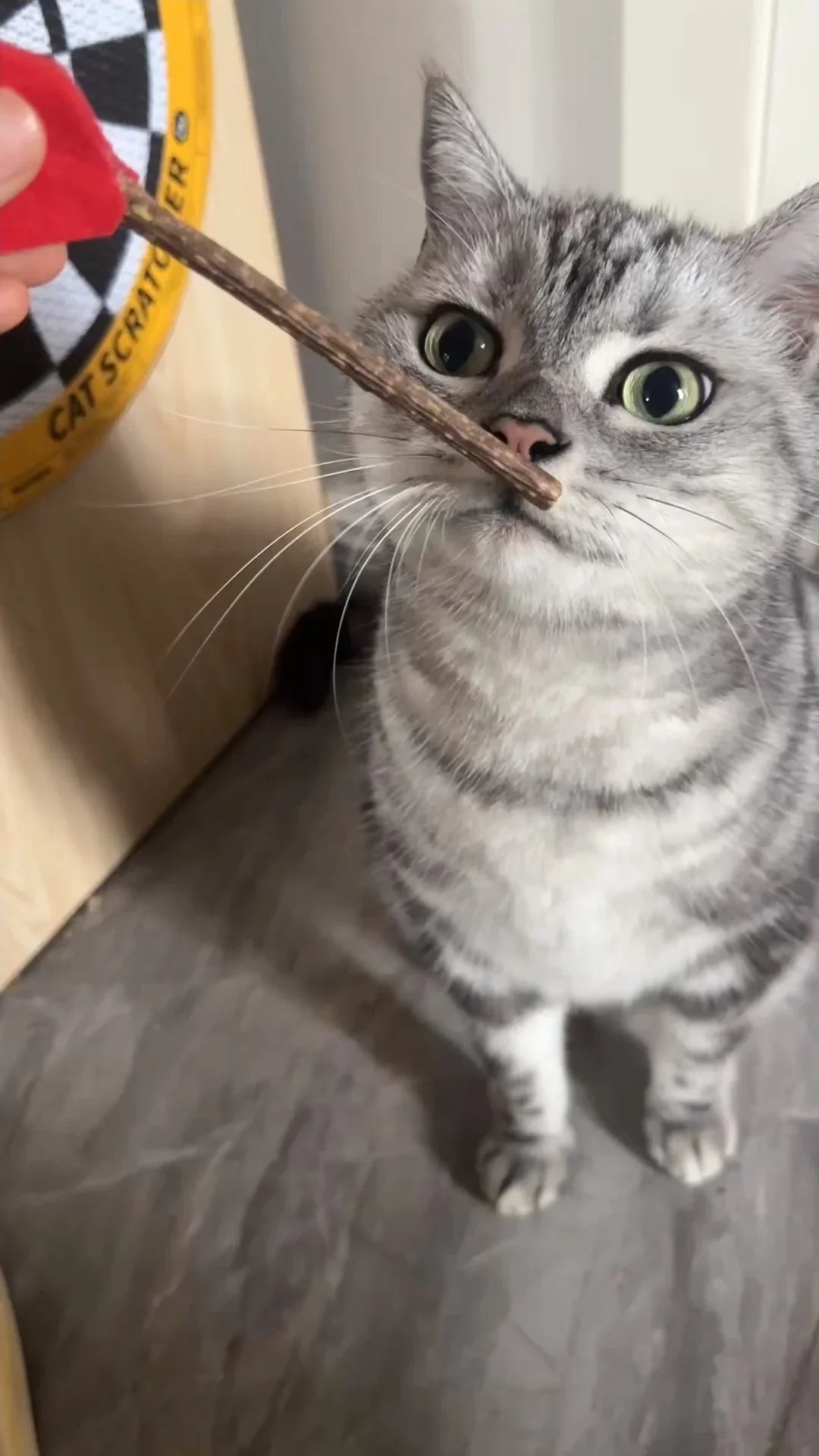 Dartscheibe - Katzenkratzbrett in Form einer Dartscheibe 