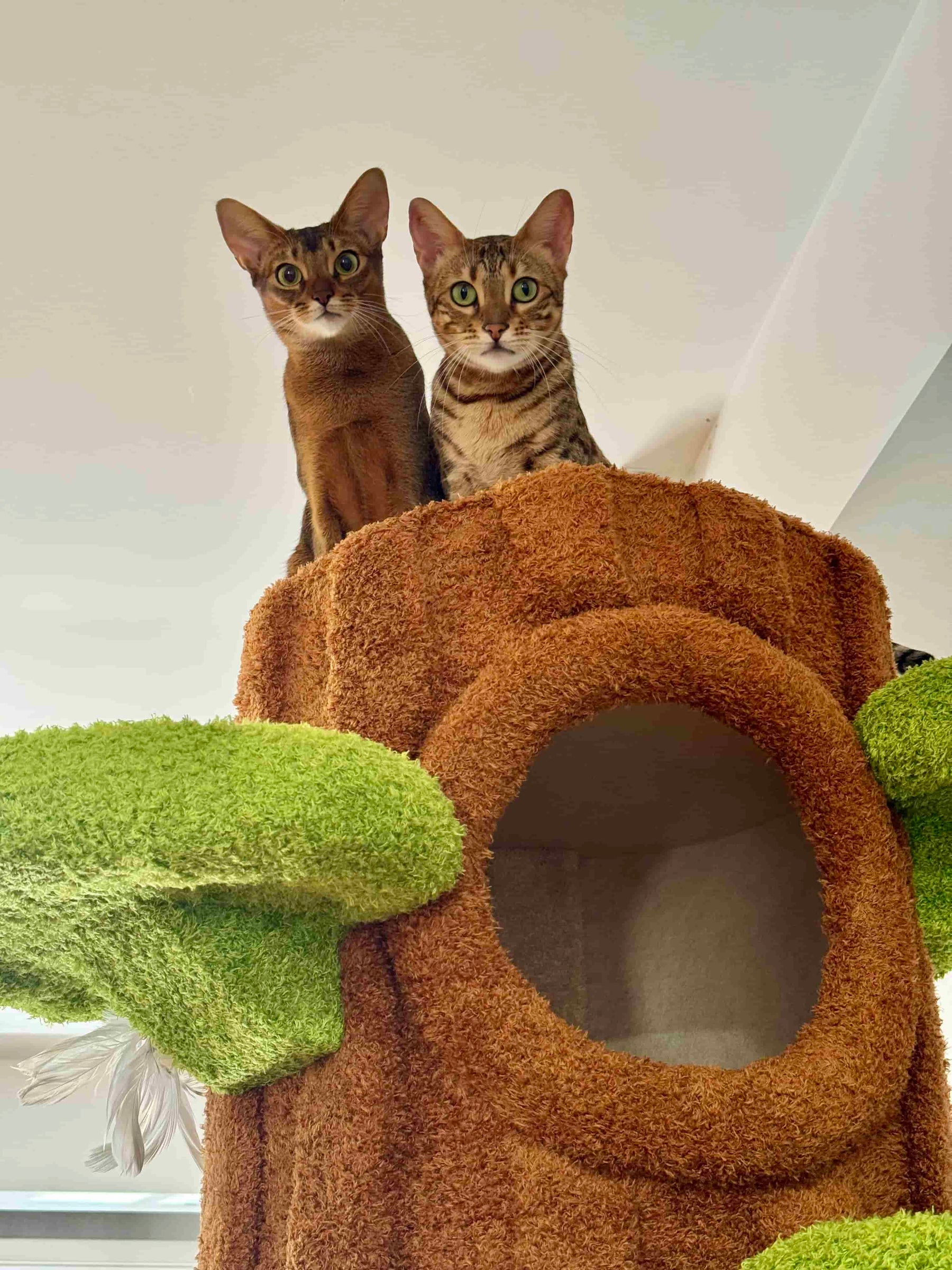 Customer cat enjoying an Acathat cat tree