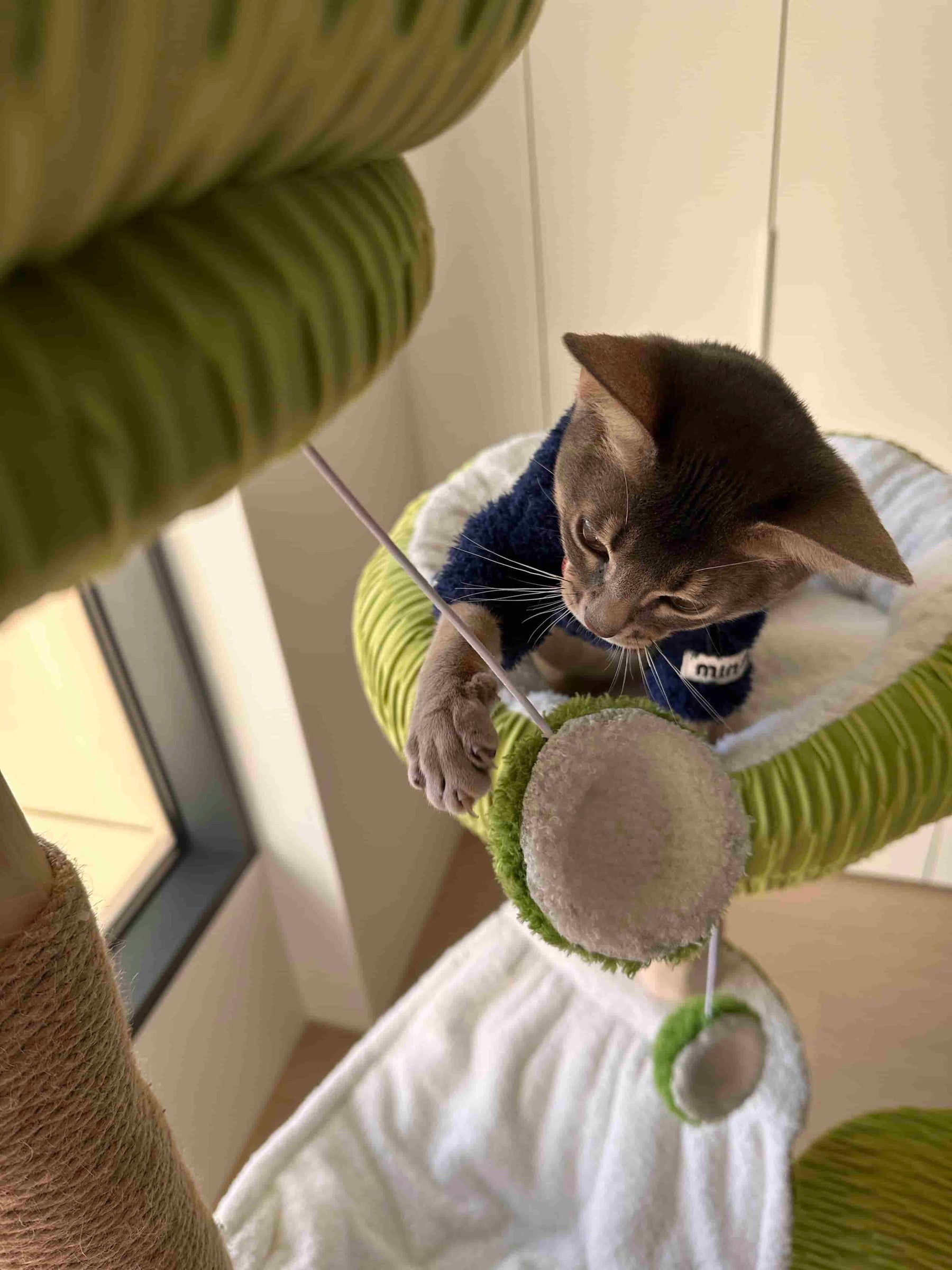 Customer cat enjoying an Acathat cat tree