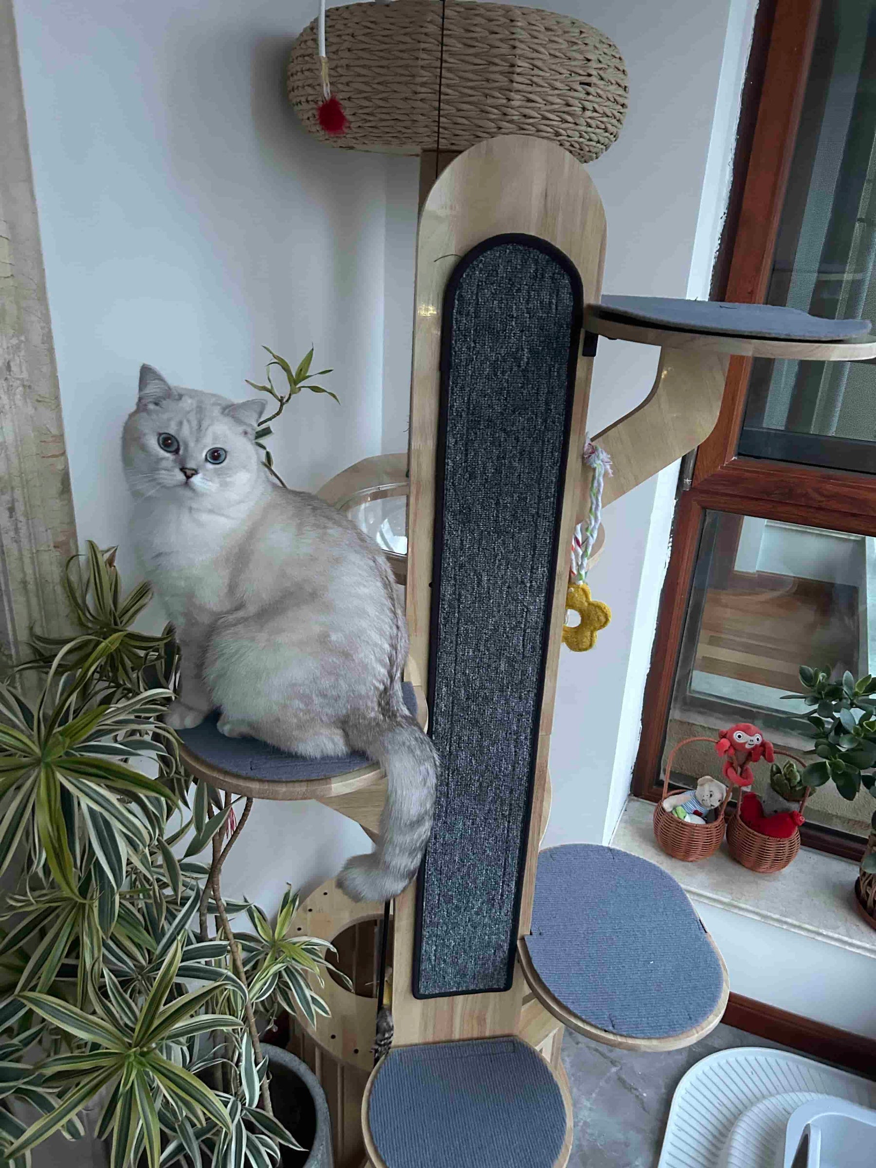 Customer cat enjoying an Acathat cat tree