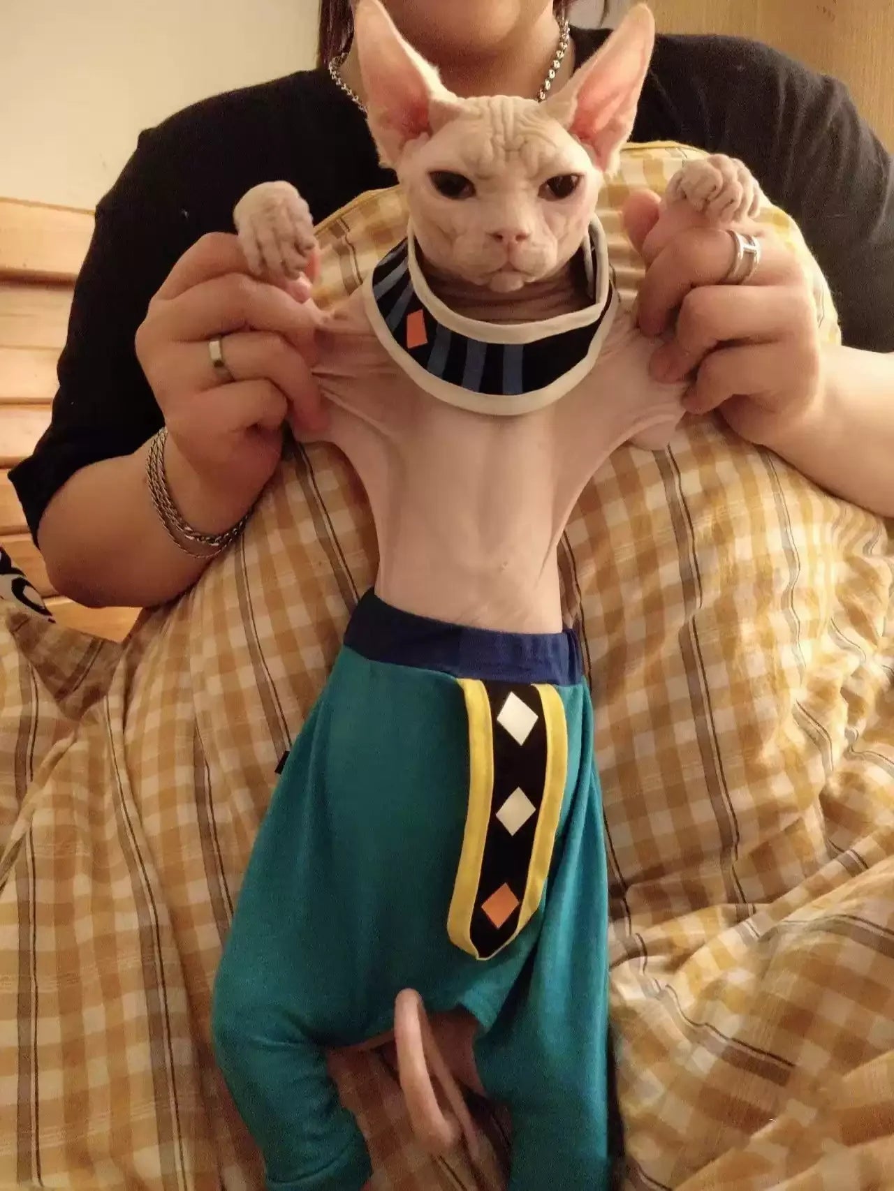 Cat wearing clothing or a character-inspired costume