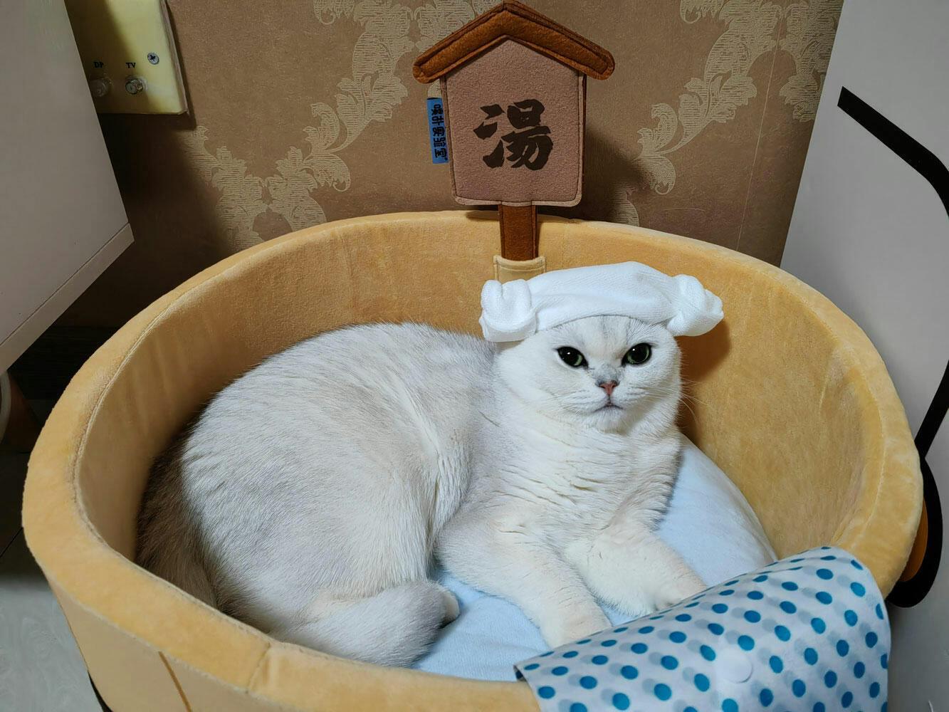Warm Bath Hot Spring Cat Habitat Series