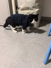 Gentleman Paws gestrickte Katzenkleidung