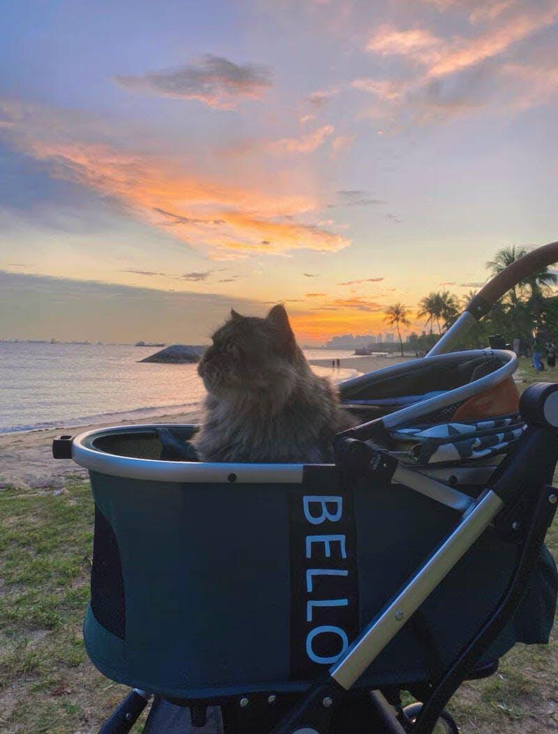 Multi-Function Pet Stroller (with Detachable Carrier)