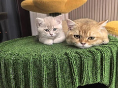 Desert Bloom Cactus Cat Tree