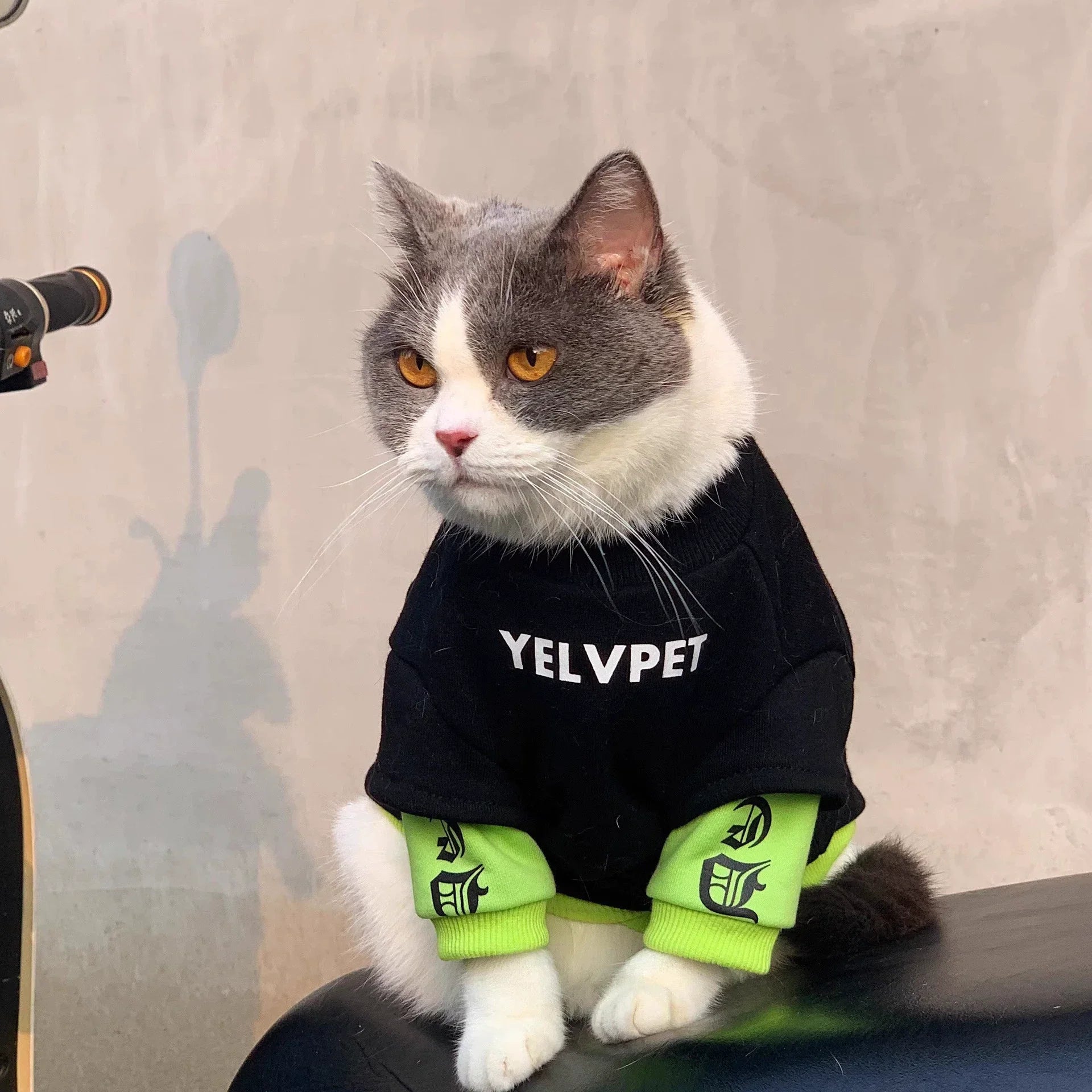 Sweat-shirt Chat Urbain