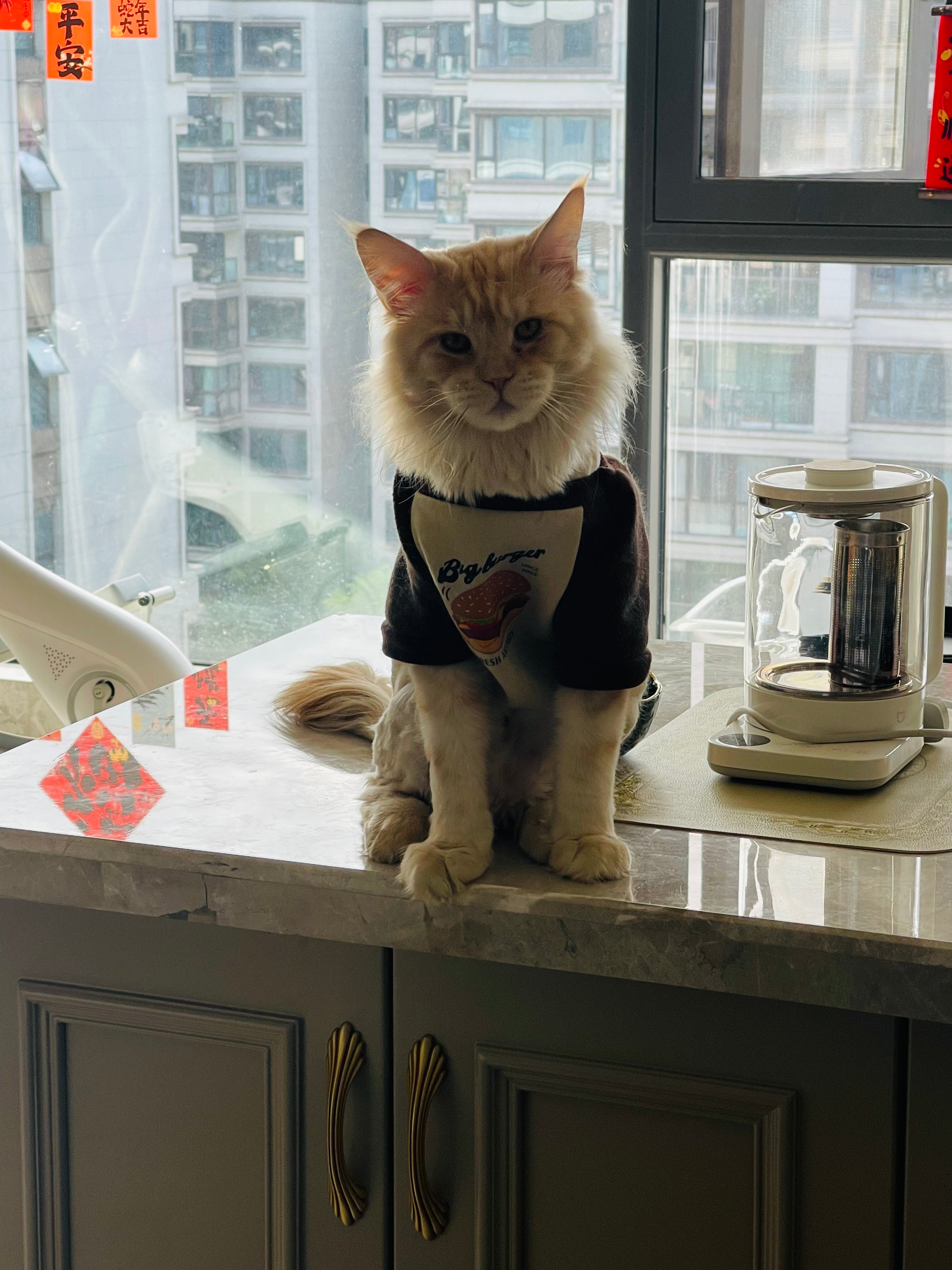 Cat's Burger Print Sweatshirt