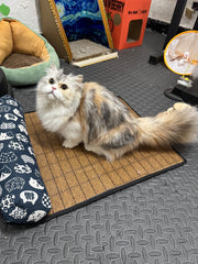 Summer Cooling Rattan Pet Mat with Bolster Pillow
