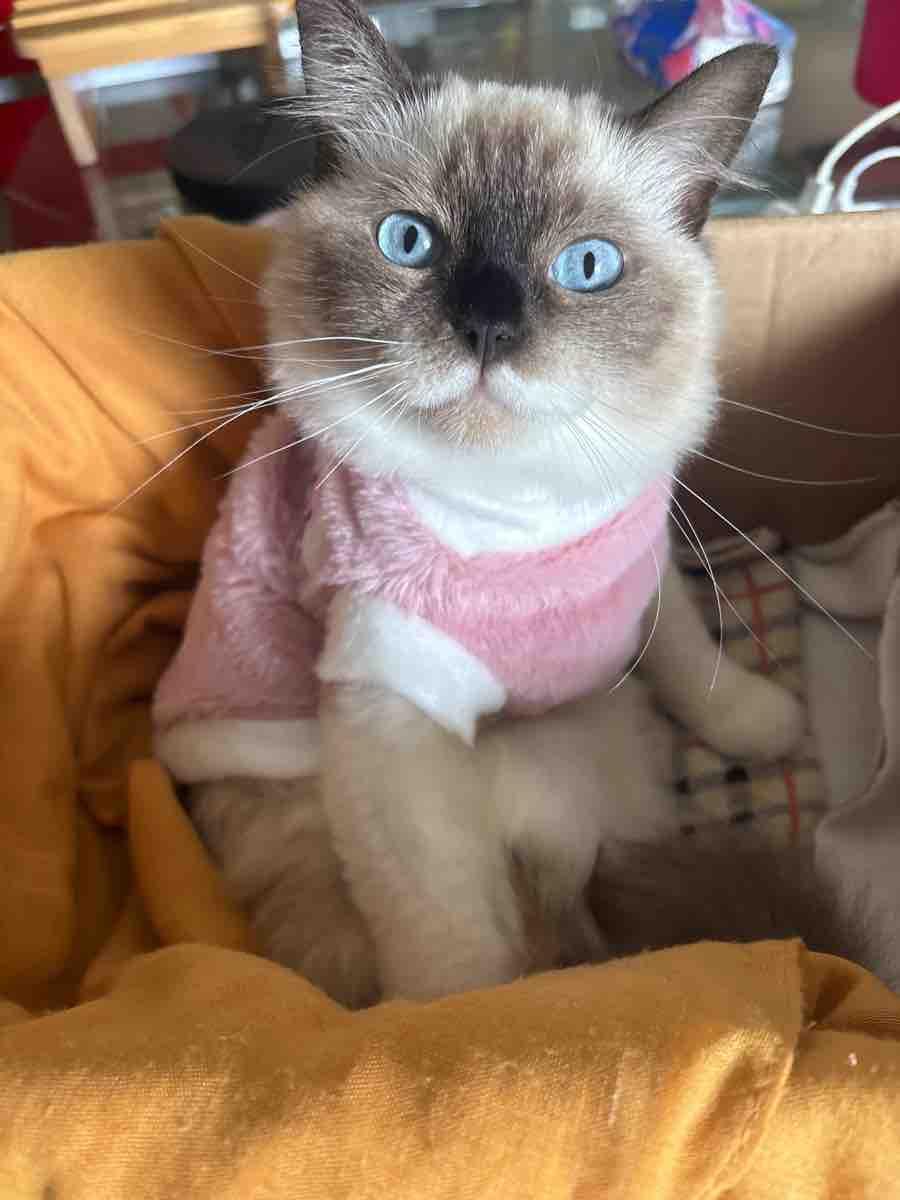 Plüschiger Pullover mit niedlichem Hasen- und Katzenmotiv