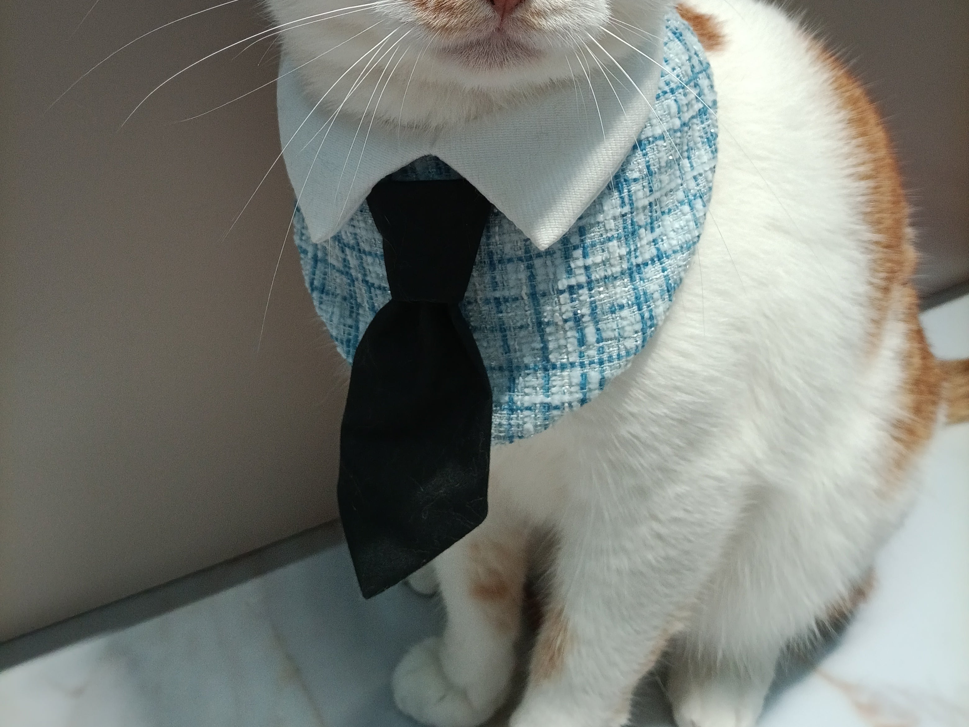 Gentleman Cat Plaid Bowtie