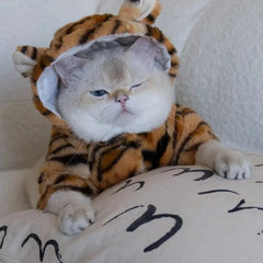 Costume Chat à Capuche Style Tigre