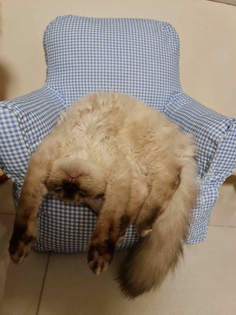 Zitronenkariertes Katzen-Minisofa 