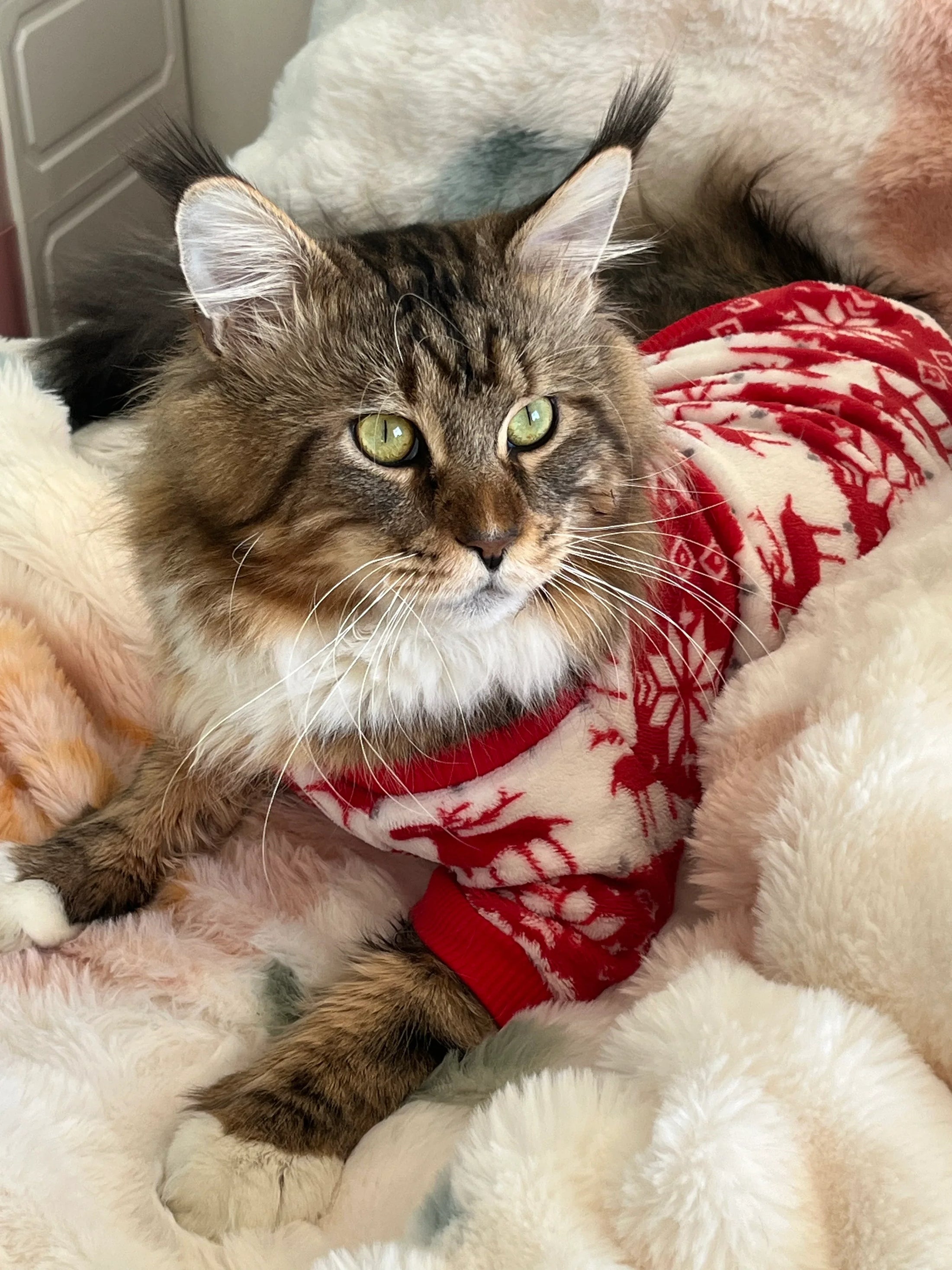 Pull pour Chat Style Noël