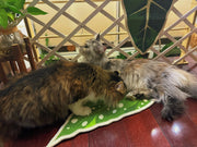 Rascador para gatos Green Plant Series