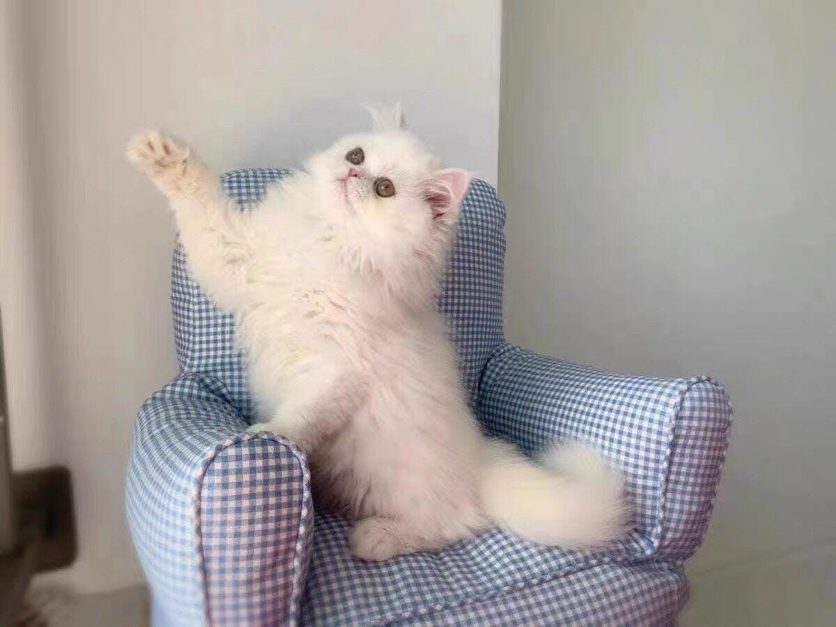 Zitronenkariertes Katzen-Minisofa 