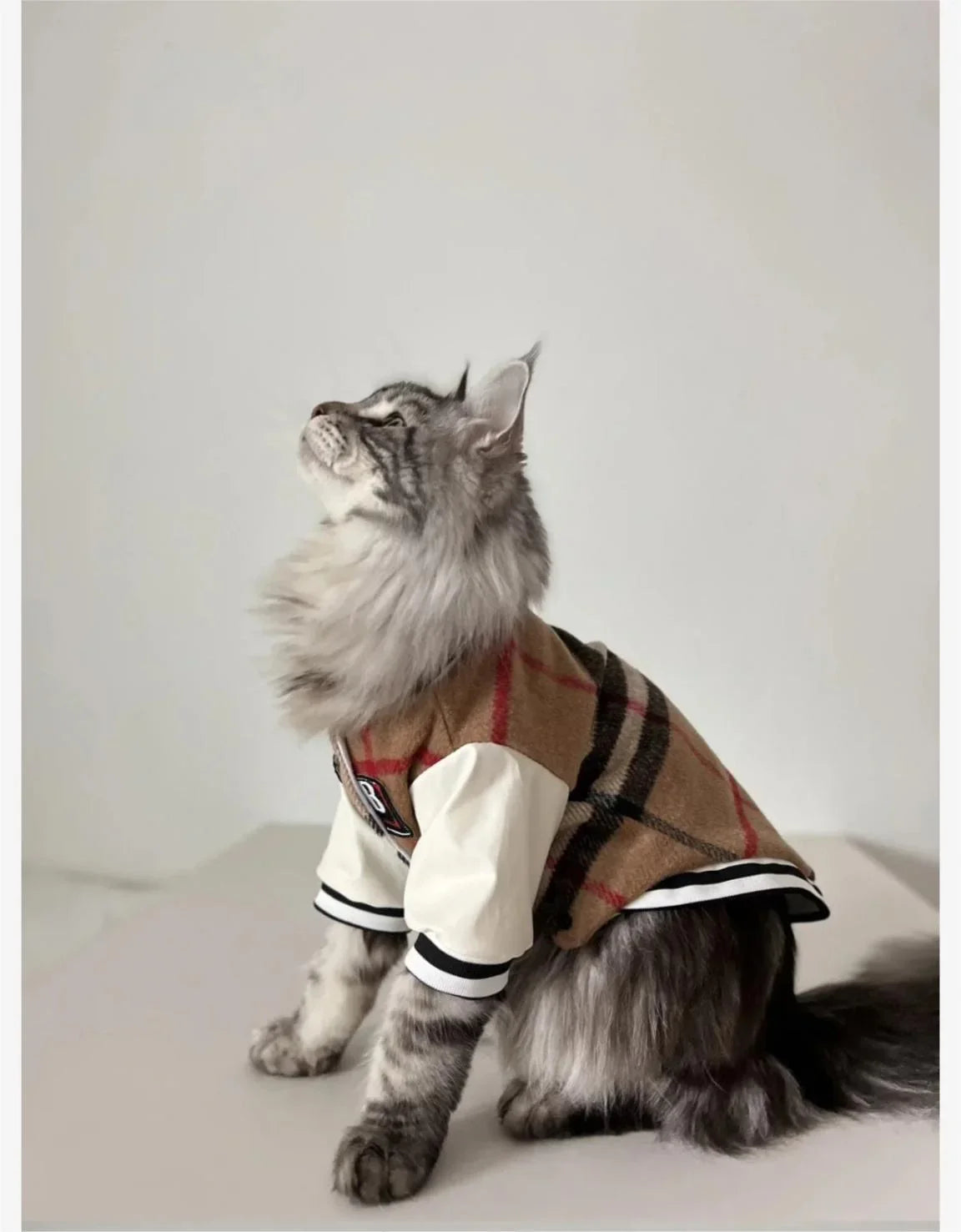 Maillot de Baseball "Feline MVP" pour Chat