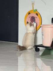 Capybara Katzenkratzbaum