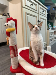 Screaming Chicken Cat Tree