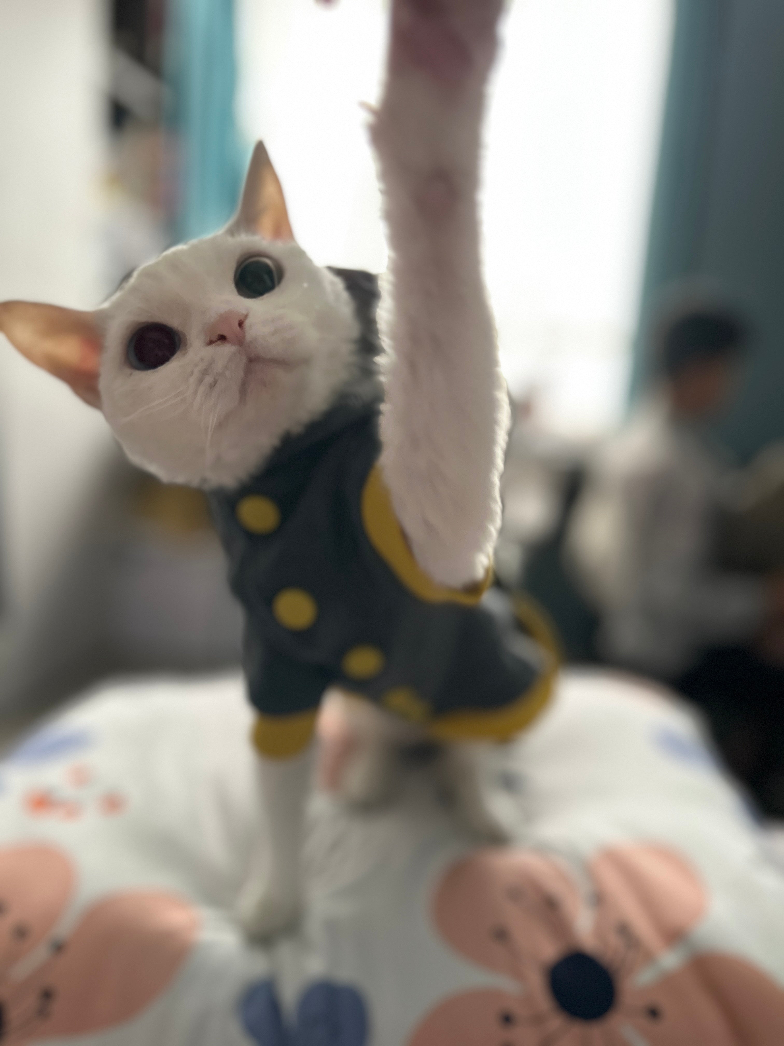 Chic Cat Casual Sweatshirts