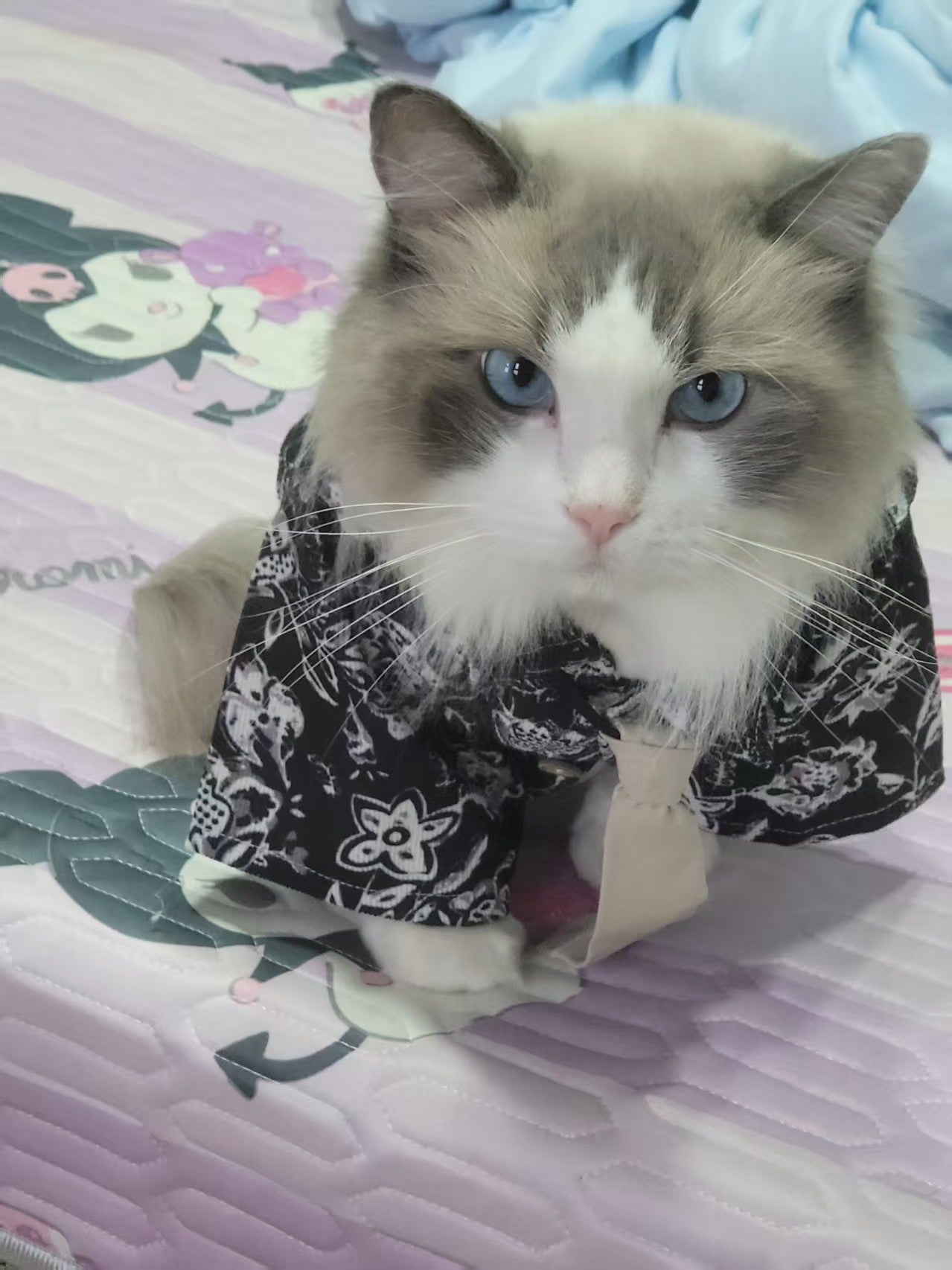 Bassist Boyfriend Cat Outfit