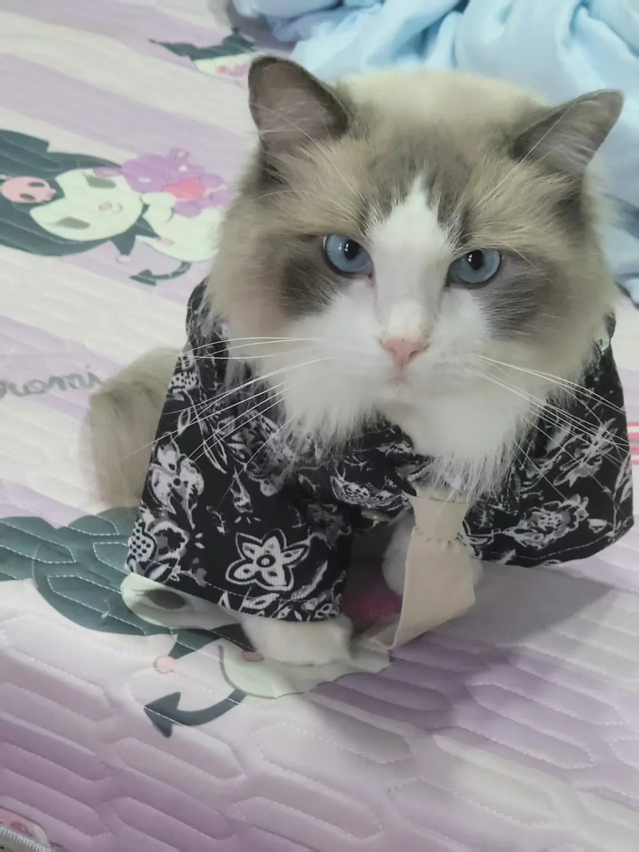 Traje de gato para novio bajista