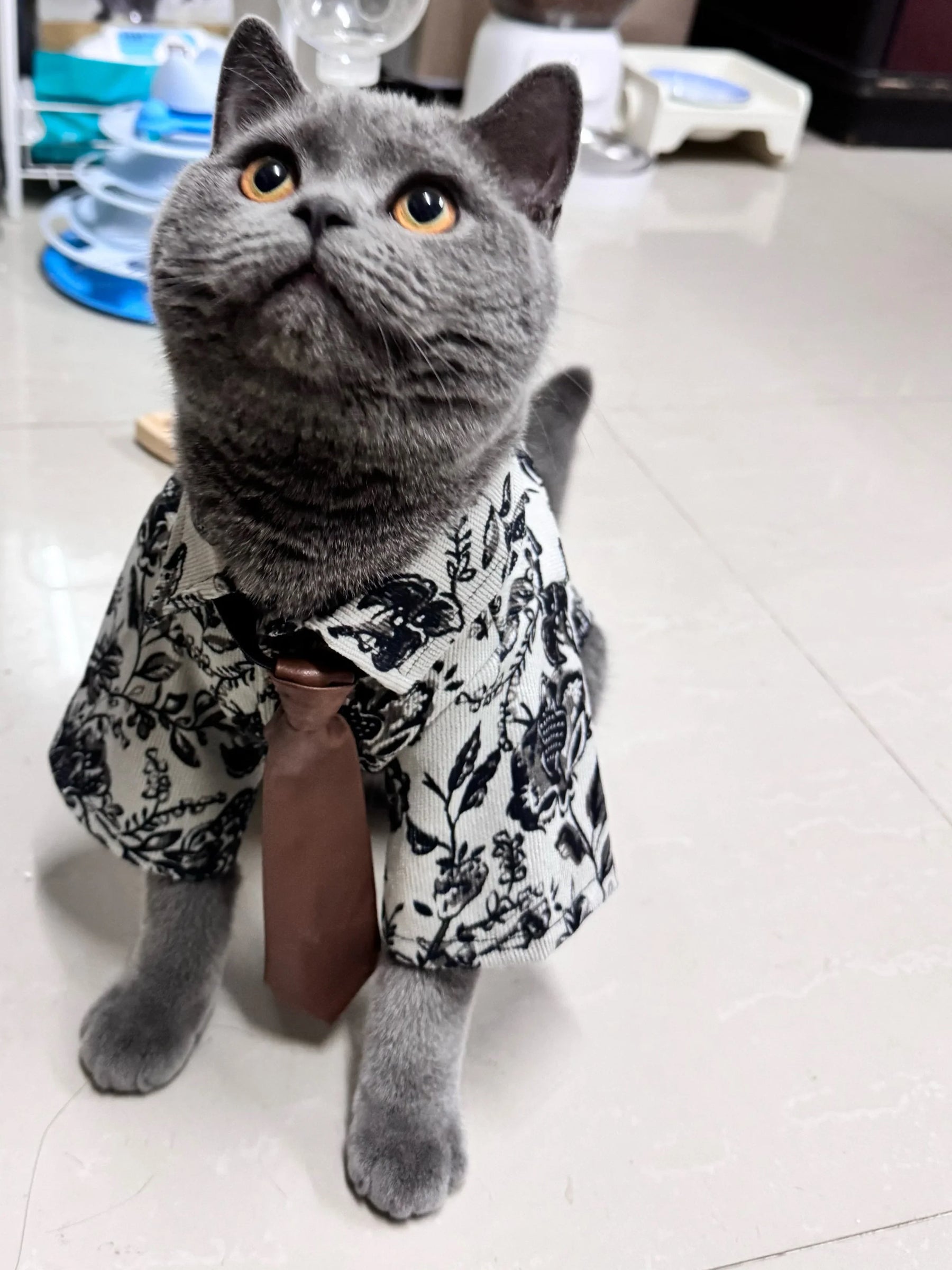 Traje de gato para novio bajista
