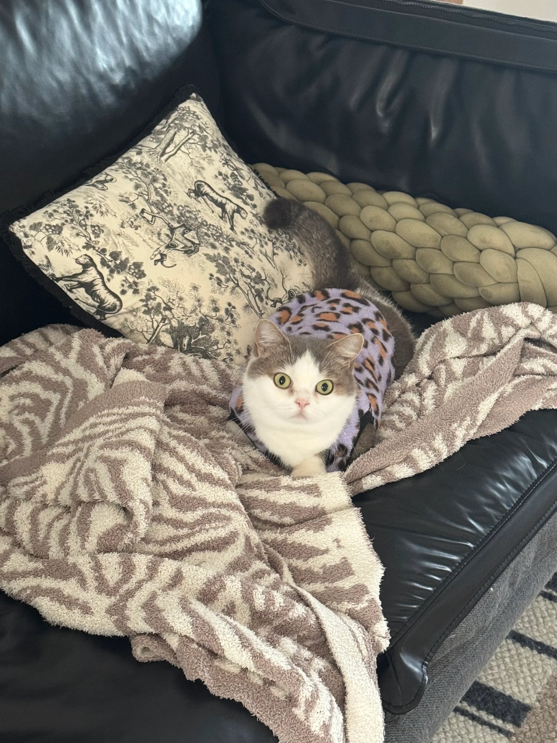 Leopard Print Fleece Cat `