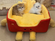 Katzenbett aus einer Pommes-Frites-Box 