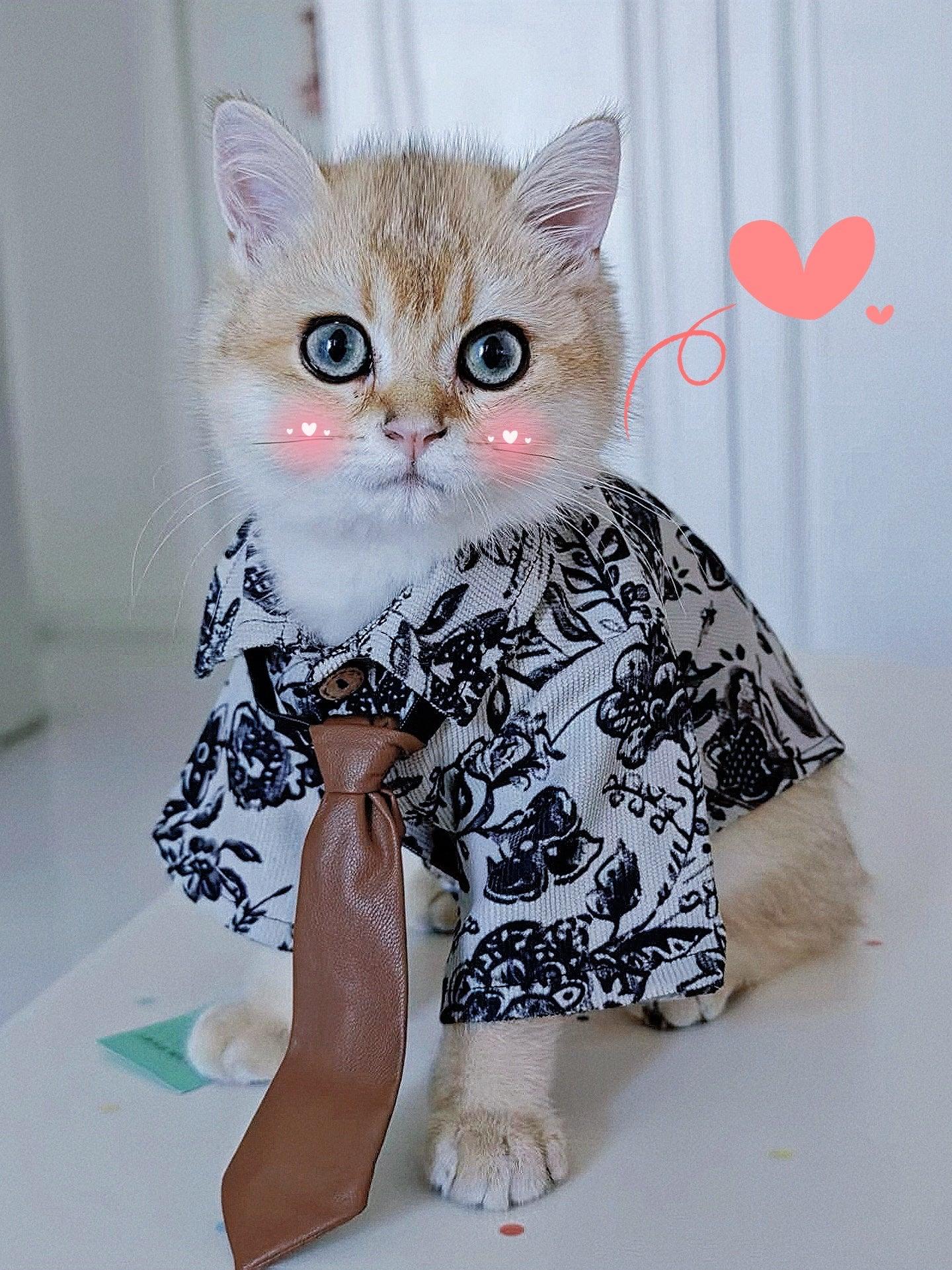 Traje de gato para novio bajista