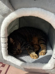 Graues Kaninchen-Gehege Katzenvilla 
