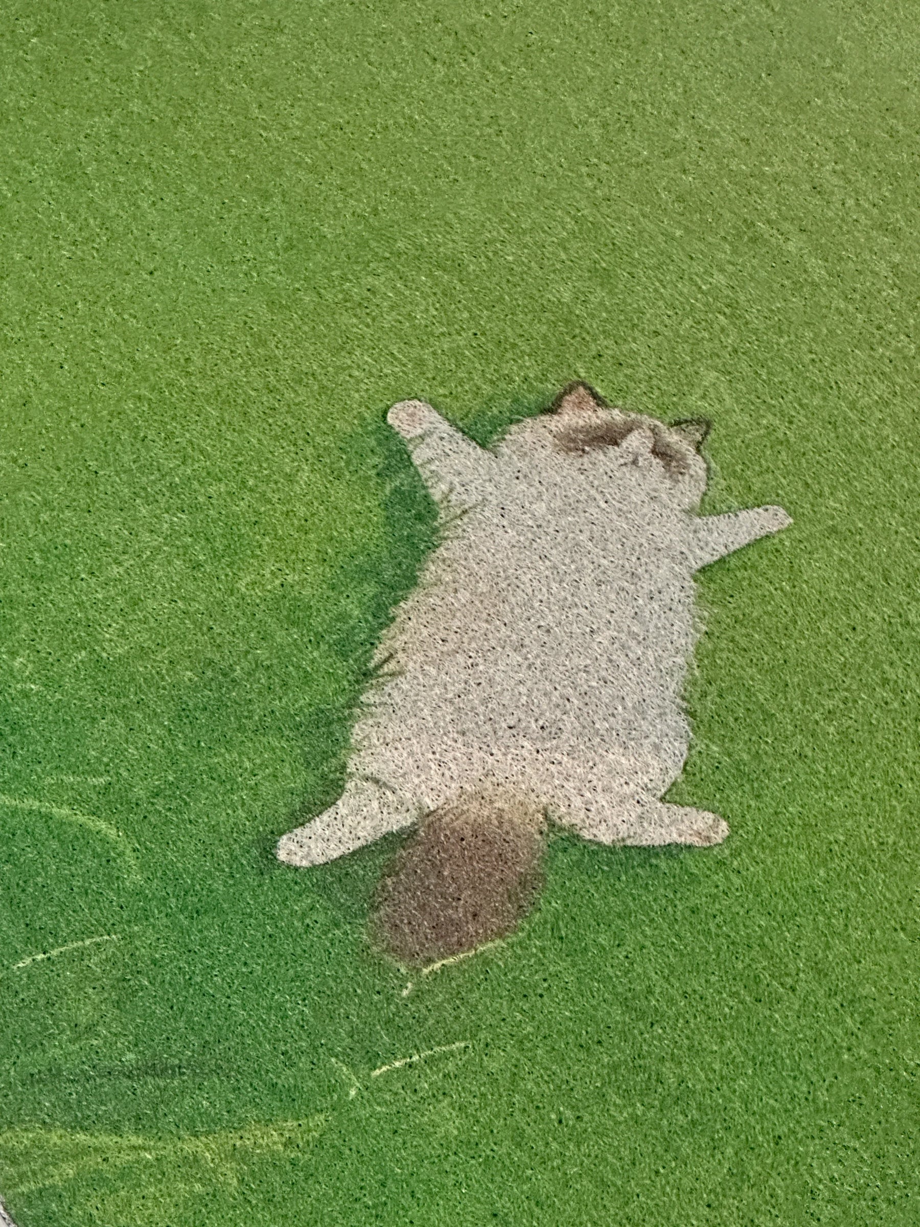 Fauler Katzen-Kunstrasen-Teppich