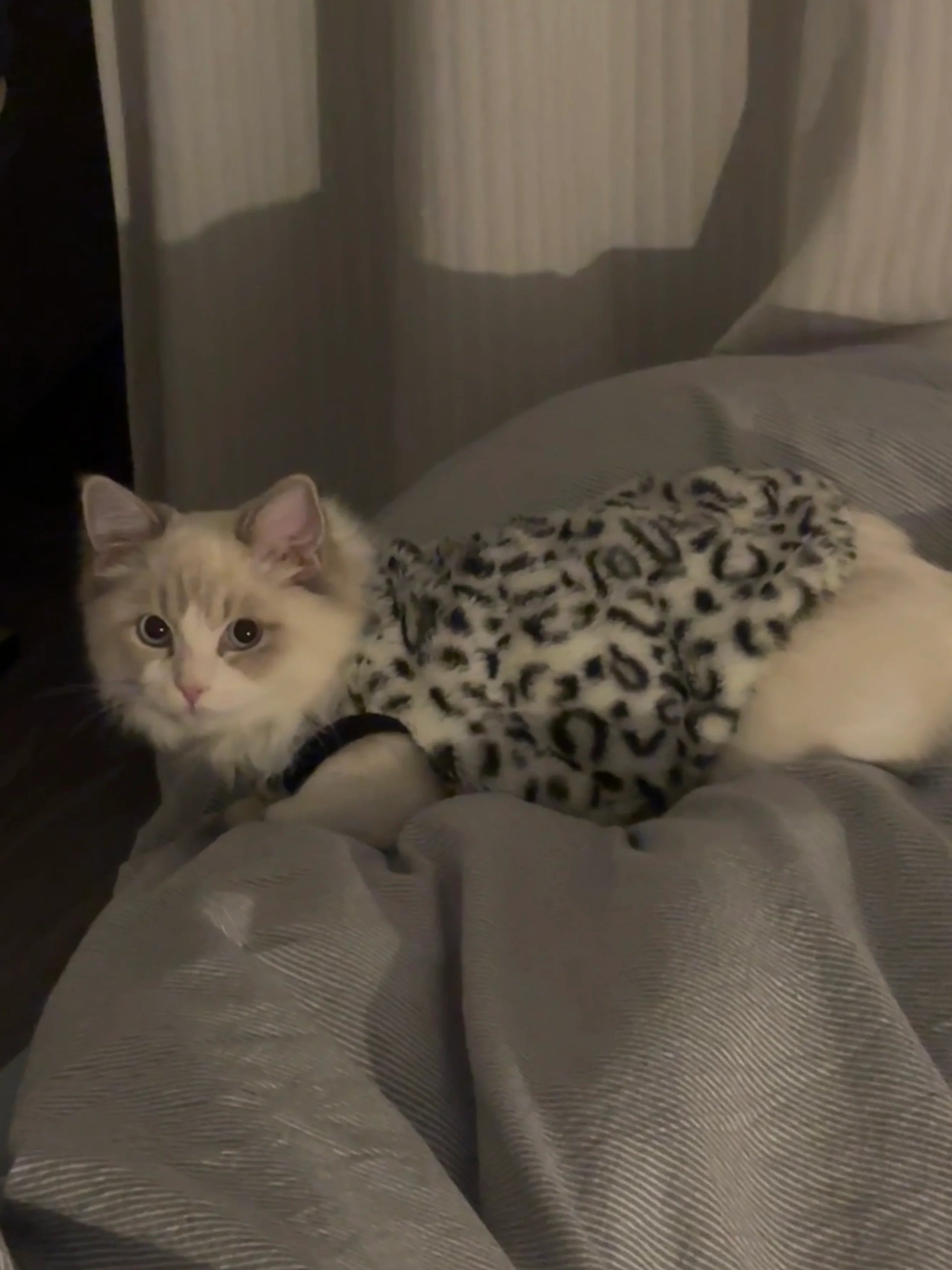 Fleece Chat Imprimé Léopard
