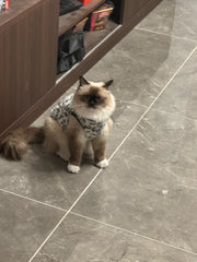 Leopard Print Fleece Cat `
