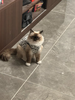 Fleece Chat Imprimé Léopard