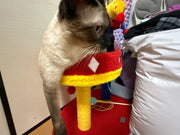 Circus Fun Katzenwohnserie (einschließlich Kratzbäume und Katzenbett) 