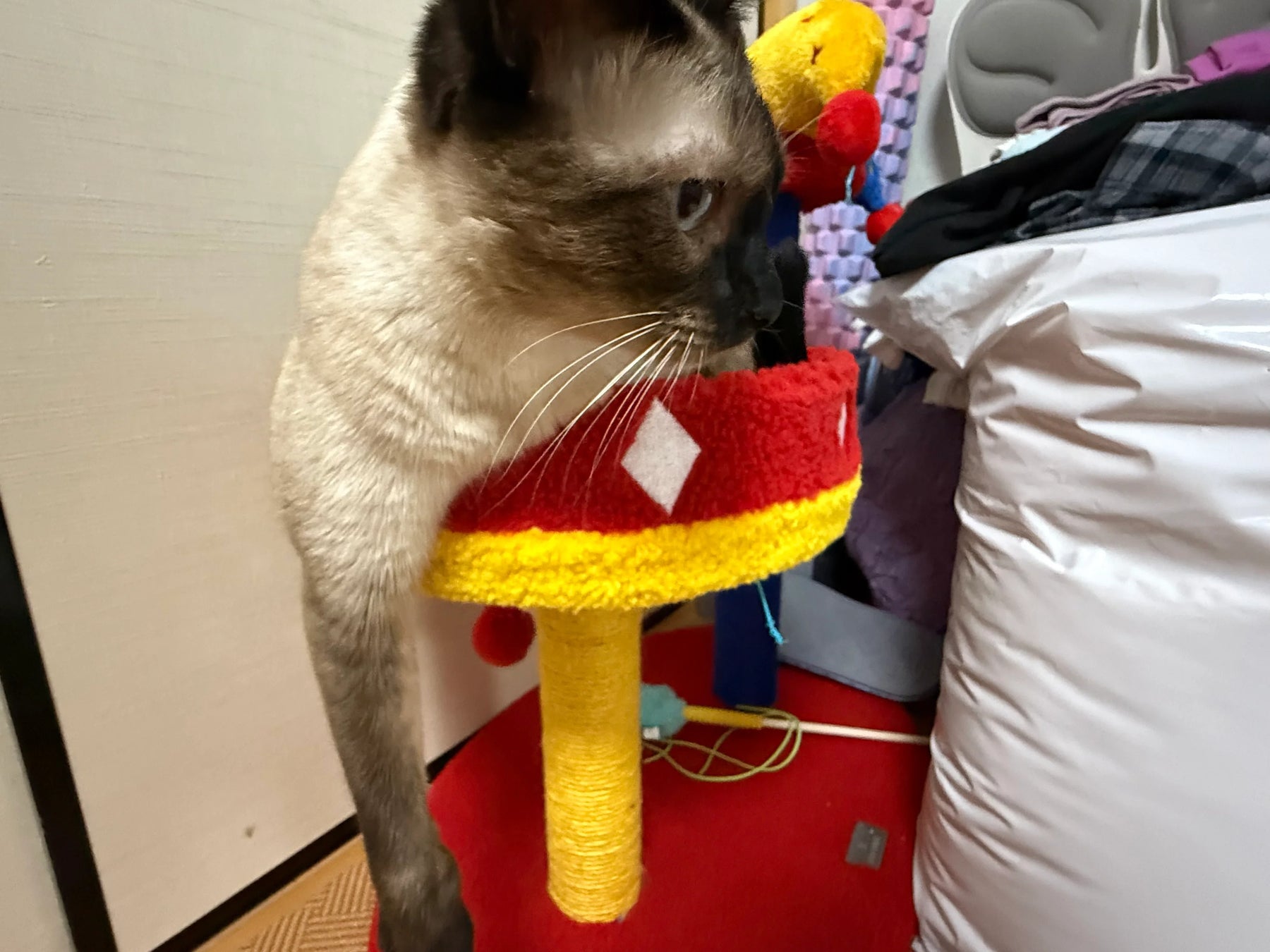 Circus Fun Katzenwohnserie (einschließlich Kratzbäume und Katzenbett) 