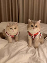 Chinese Folk Style Floral Cat jacket